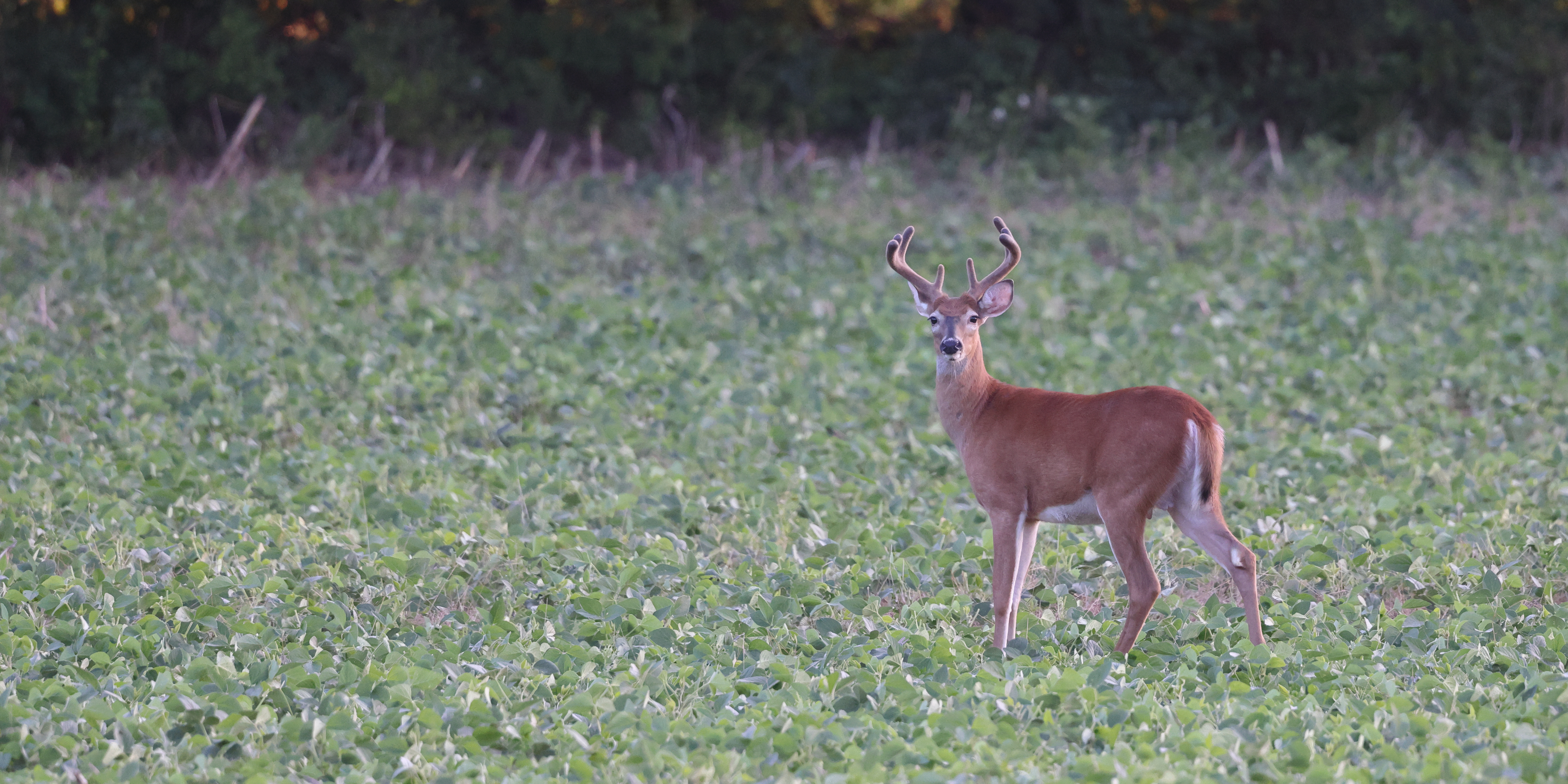 Cool Buck (Flash)